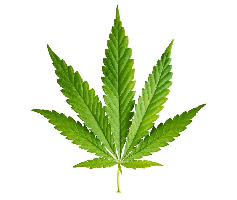 Indica-Blatt