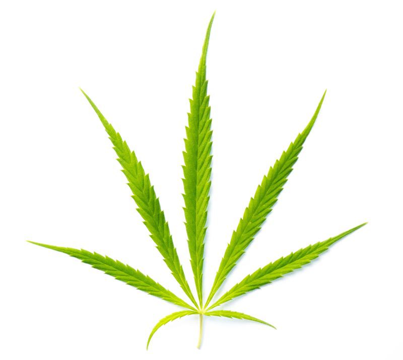 Sativa-blatt
