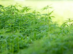 Sativa-vs.-Indica