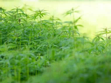 Sativa-vs.-Indica