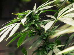 cannabis-gedächtnis