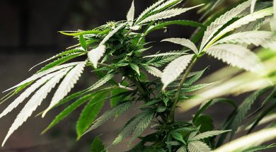 cannabis-gedächtnis