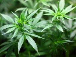 THC verdoppelt