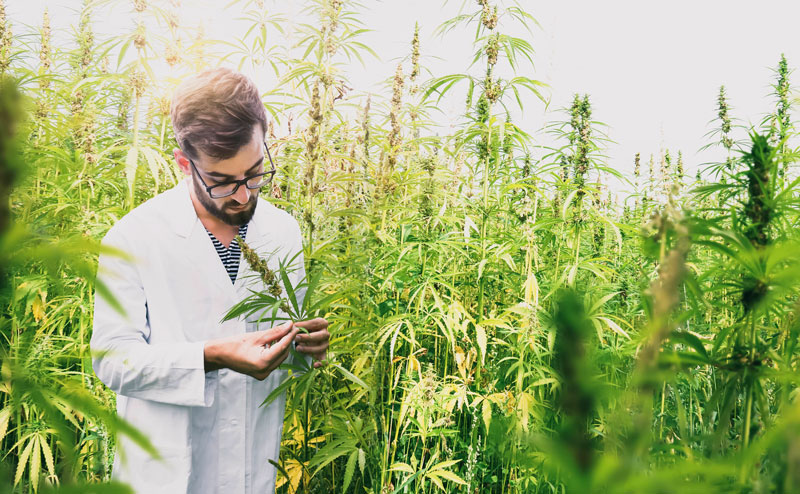 Die Rolle von CBD in der modernen Medizin