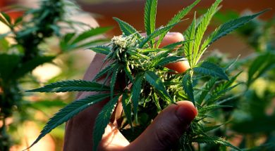 Erfahrungsbericht-Krankenkasse-Cannabis