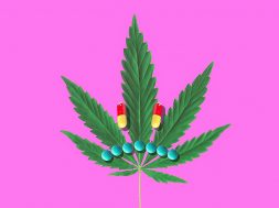 CBD Novel Food Medien