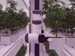 Künstliche Intelligenz: Weltweit erste Roboter Cannabis-Farm