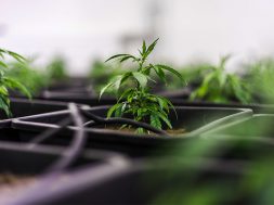 THC Lebensmittel Grenzwerte