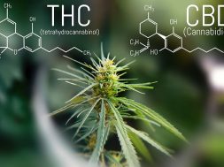 THC-vs-CBD