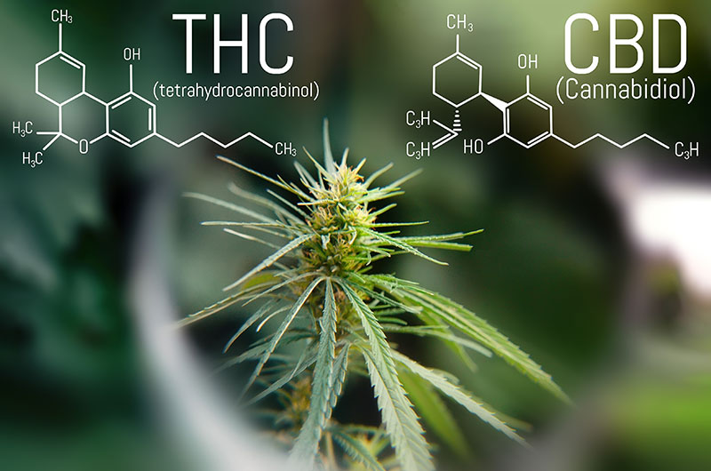 CBD vs. THC – Ein Vergleich der medizinischen Potentiale und Nebenwirkungen