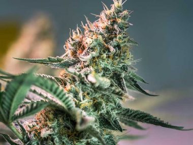 Terpene-Cannabis
