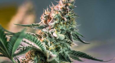 Terpene-Cannabis