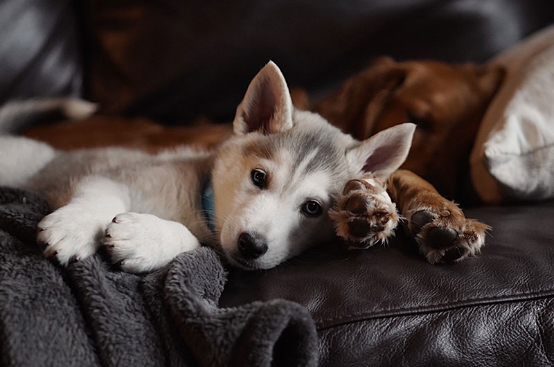 Mit CBD natürlich gegen Silvester Angst bei Hunden?