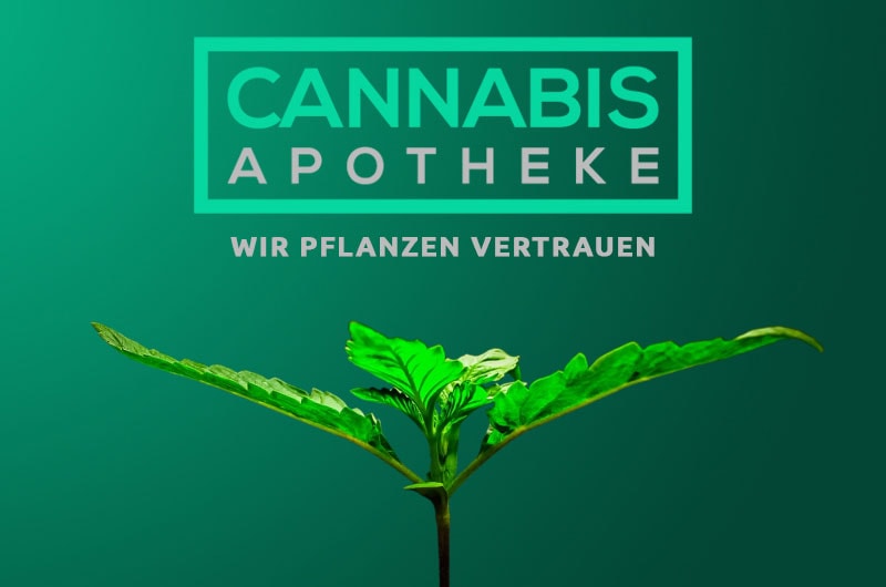 Unser Interview mit der Cannabis Apotheke: Hier könnt ihr euer Rezept online einlösen