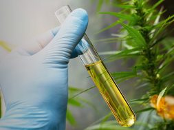 Cannabis-Corona-cbd-kanada1