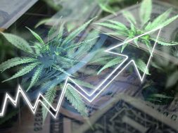 Cannabis-aktien-investieren