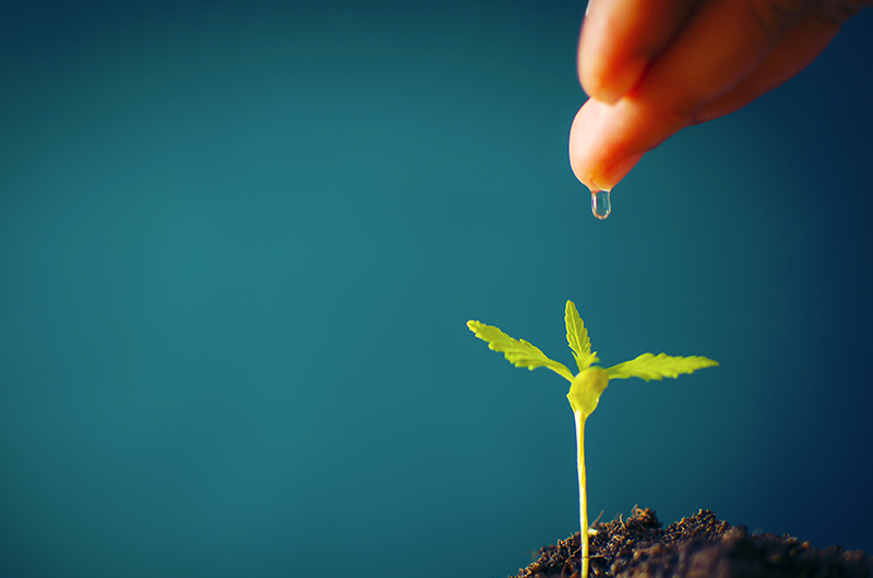Podcast: Die bekanntesten Cannabinoide