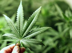 Bundestag-Cannabis-Debatte-Live