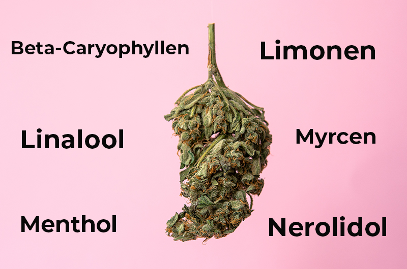 Podcast: Terpene und ihre Einsatzmöglichkeiten