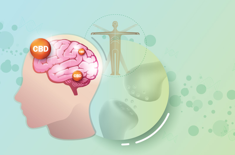 Podcast: Das Endocannabinoid-System und seine Aufgaben