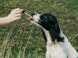 cbd-tiere-durchfall