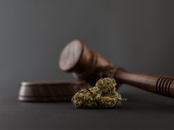 Entscheidung BGH: “CBD-Blüten” aus Nutzhanf dürfen verkauft werden
