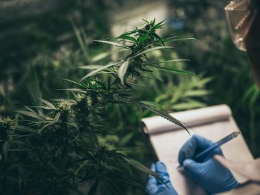 Israelische Forscher: Cannabis reduziert den Blutdruck bei Erwachsenen