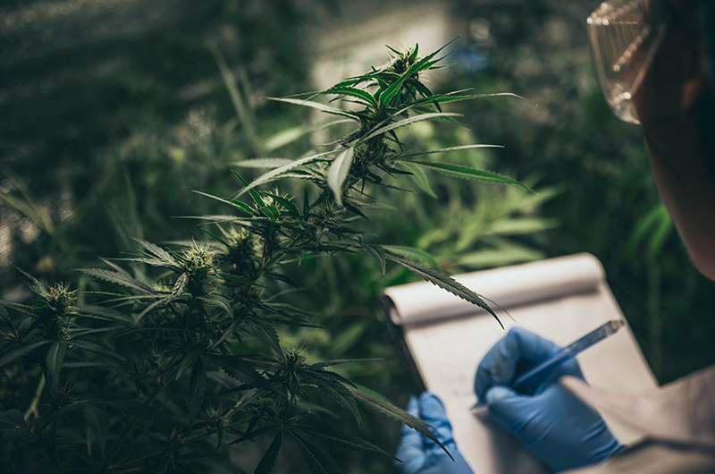 Israelische Forscher: Cannabis reduziert den Blutdruck bei Erwachsenen