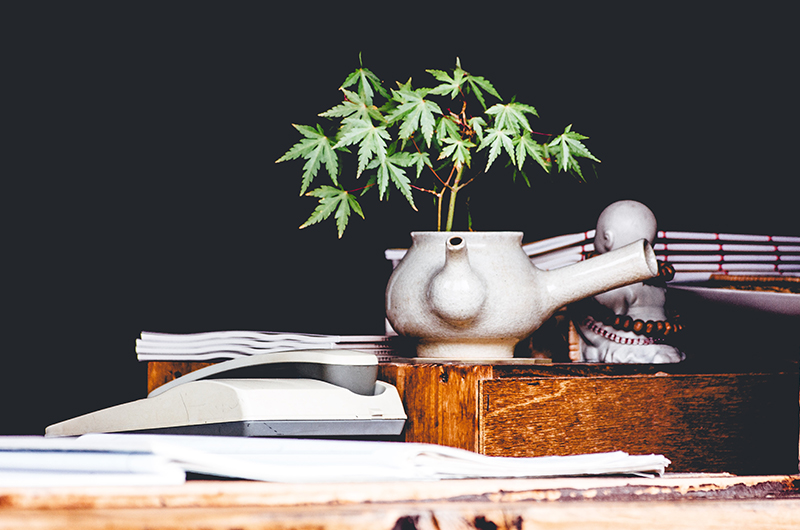 Cannabis-Sorten im Überblick – Sativa, Indica und Ruderalis