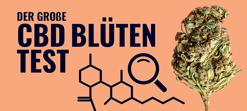 CBD Blüten Vergleich: Unsere Testsieger