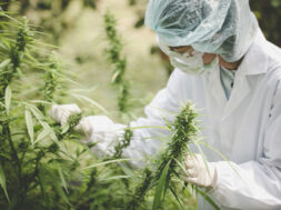 Cannabis-Corona-Studie