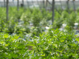 Cannabis-Plan-Vorschlag