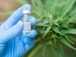 LongCovid-CBD-Cannabis-Weedo