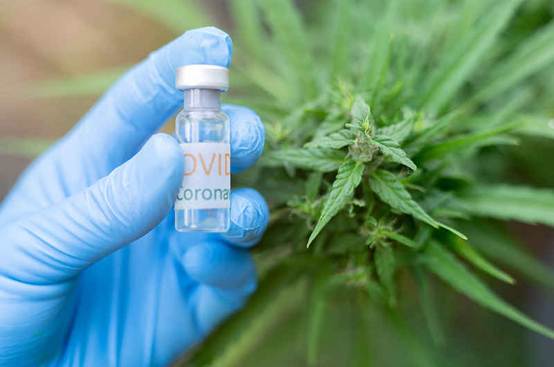 Long Covid: Wie Cannabis durch Corona Karriere macht