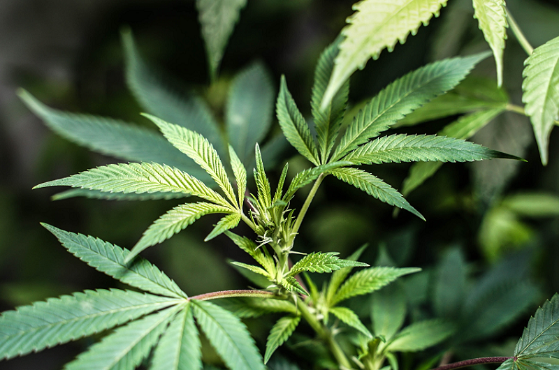 Hybride Cannabissorten: Wirkung und Ertrag