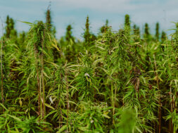 Juicyfields-Weedo-Magazin