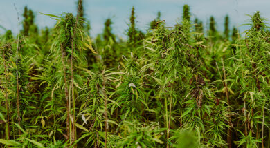 Juicyfields-Weedo-Magazin