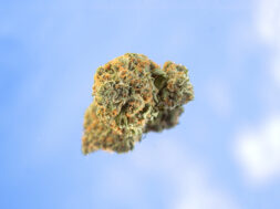 THC-Obergrenze-Blienert