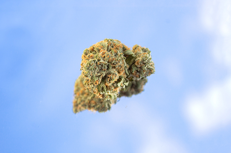 Spielverderber Blienert: Kommt die THC-Obergrenze?