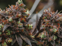 THC-P-Weedo-Magazin