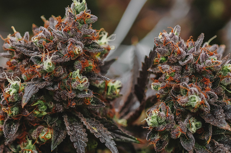 THC-P: Hoch potent oder höchst gefährlich?