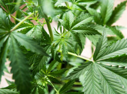 cananbis-legalisierung-lauterbach-eckpunktepapier